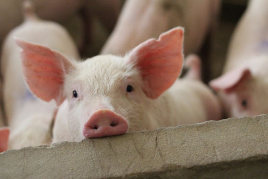 Obavještenje za uzgajivače svinja